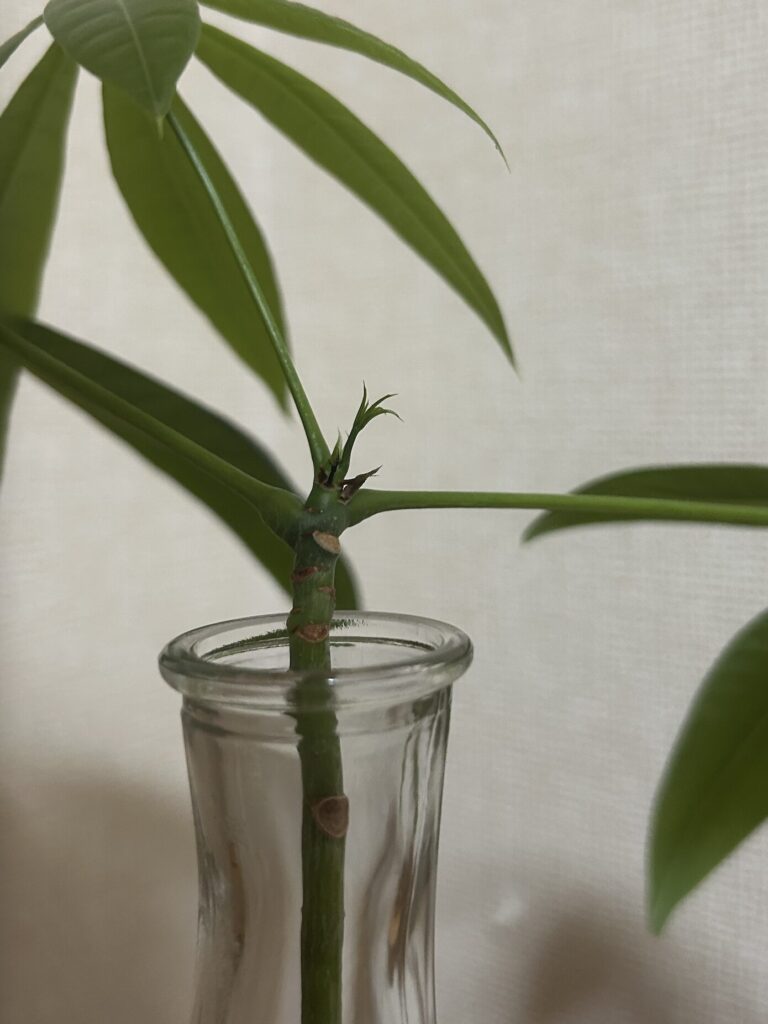 カットしてから10日目、水差しで育てているパキラの様子
