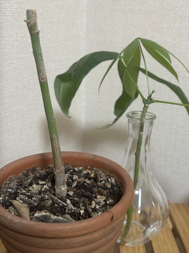 カットしてから10日目、水差しで育てているパキラの様子