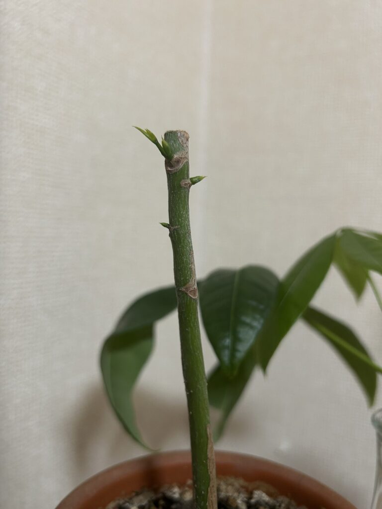 カットしてから13日目、鉢植え育成のパキラから新芽が出てきた様子