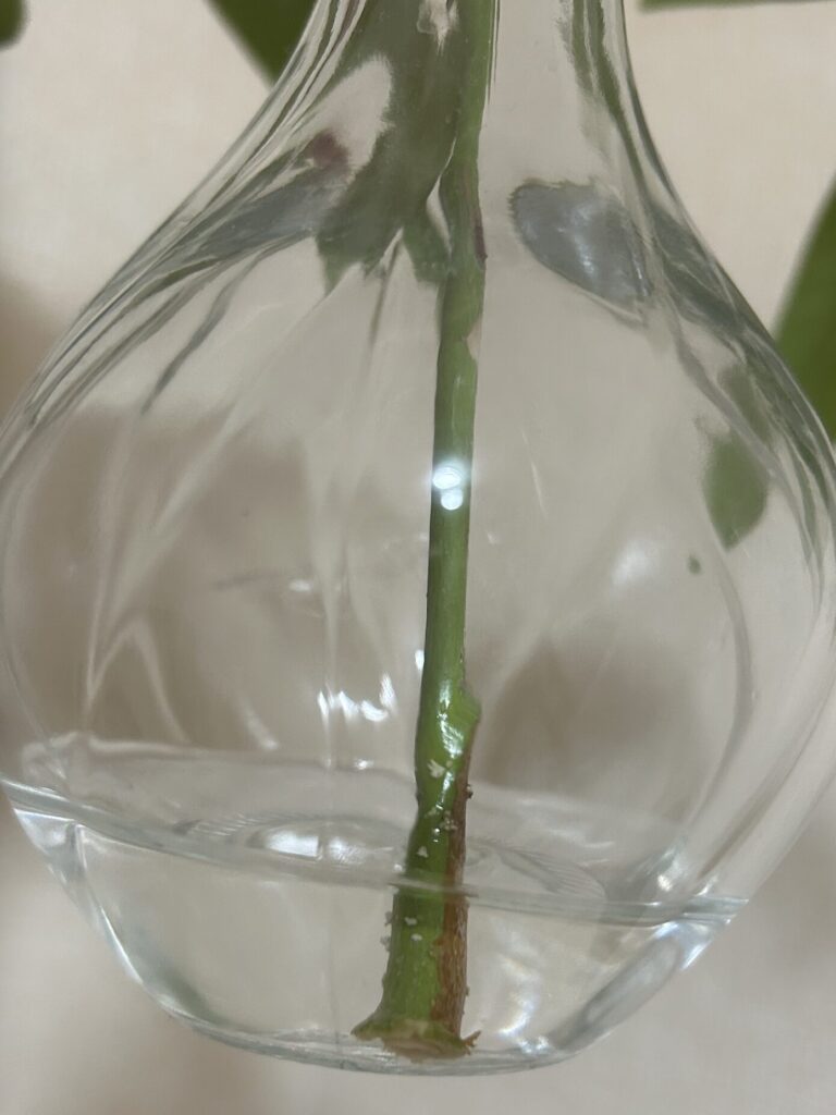 カットしてから13日目、水差しをしているパキラから根っこの赤ちゃんが顔を出している様子