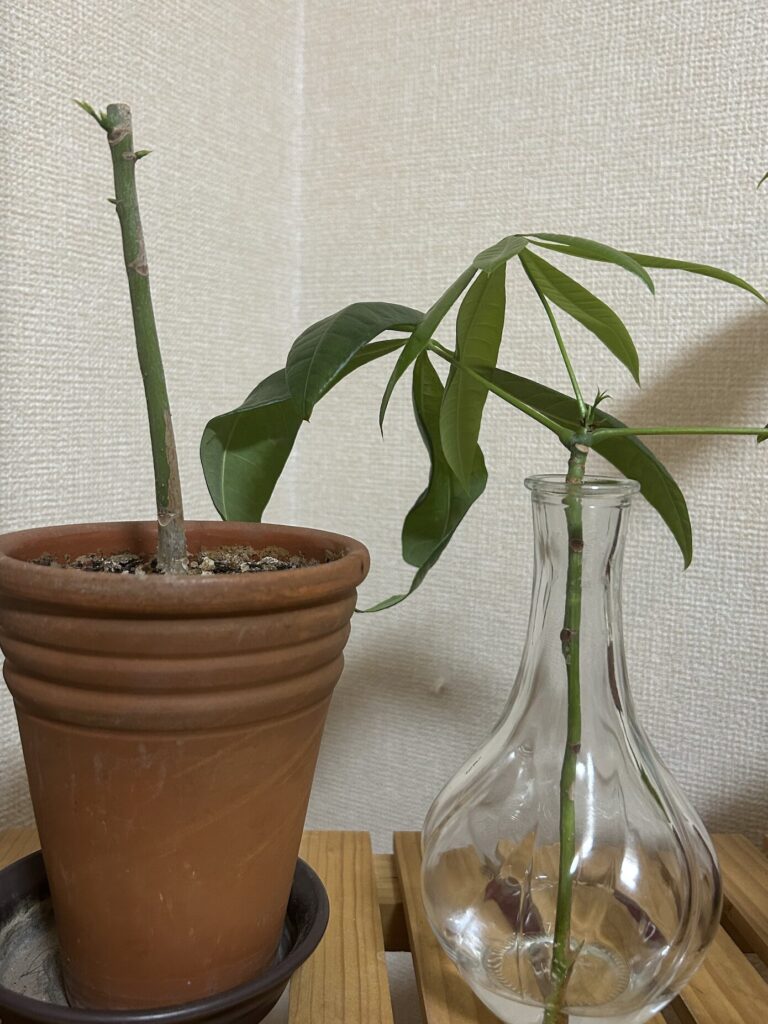 カットしてから13日目、鉢植えと水差しで育成しているパキラの様子