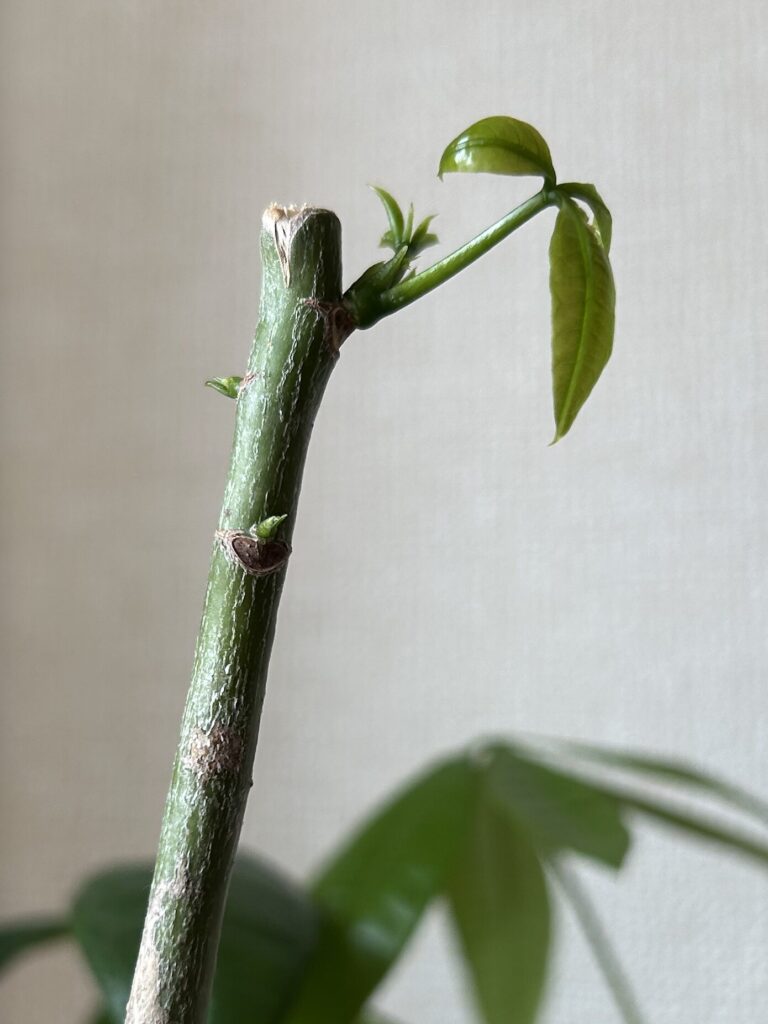 カットしてから17日目。鉢植え育成のパキラの新芽が成長している様子