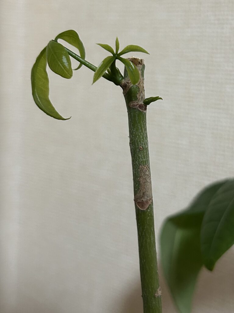 カットしてから16日目。鉢植え育成のパキラの新芽が成長している様子