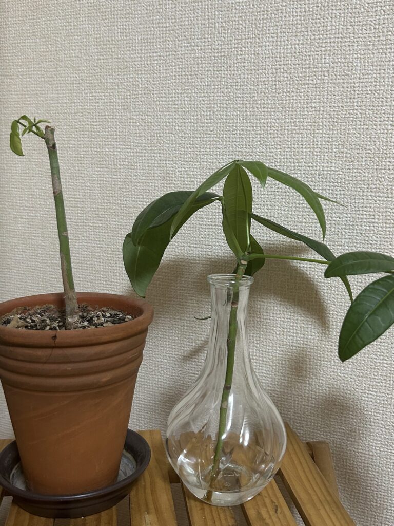 カットしてから17日目、鉢植えと水差しで育成しているパキラの様子