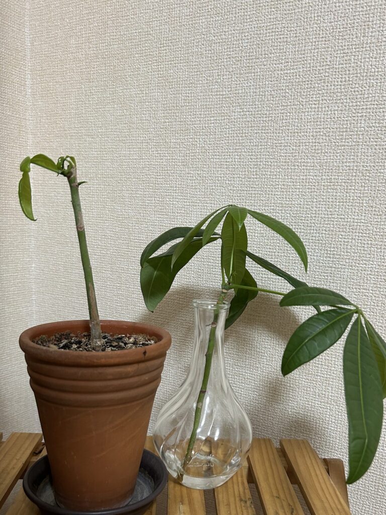 カットしてから19日目、鉢育成と水差しで育てているパキラの様子