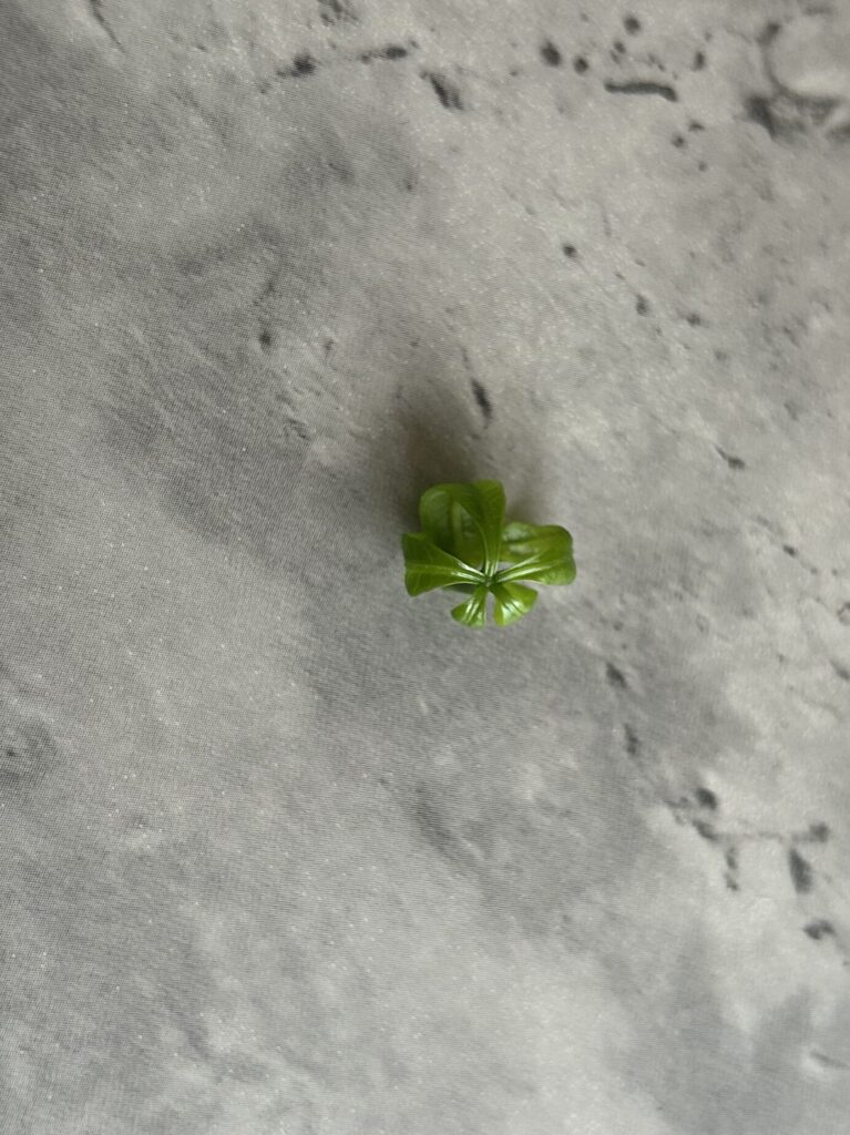 カットしてから19日目、 パキラの新芽が落ちてしまった様子