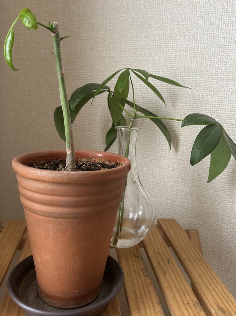 カットしてから21日目、鉢育成と水差しで育てているパキラの様子