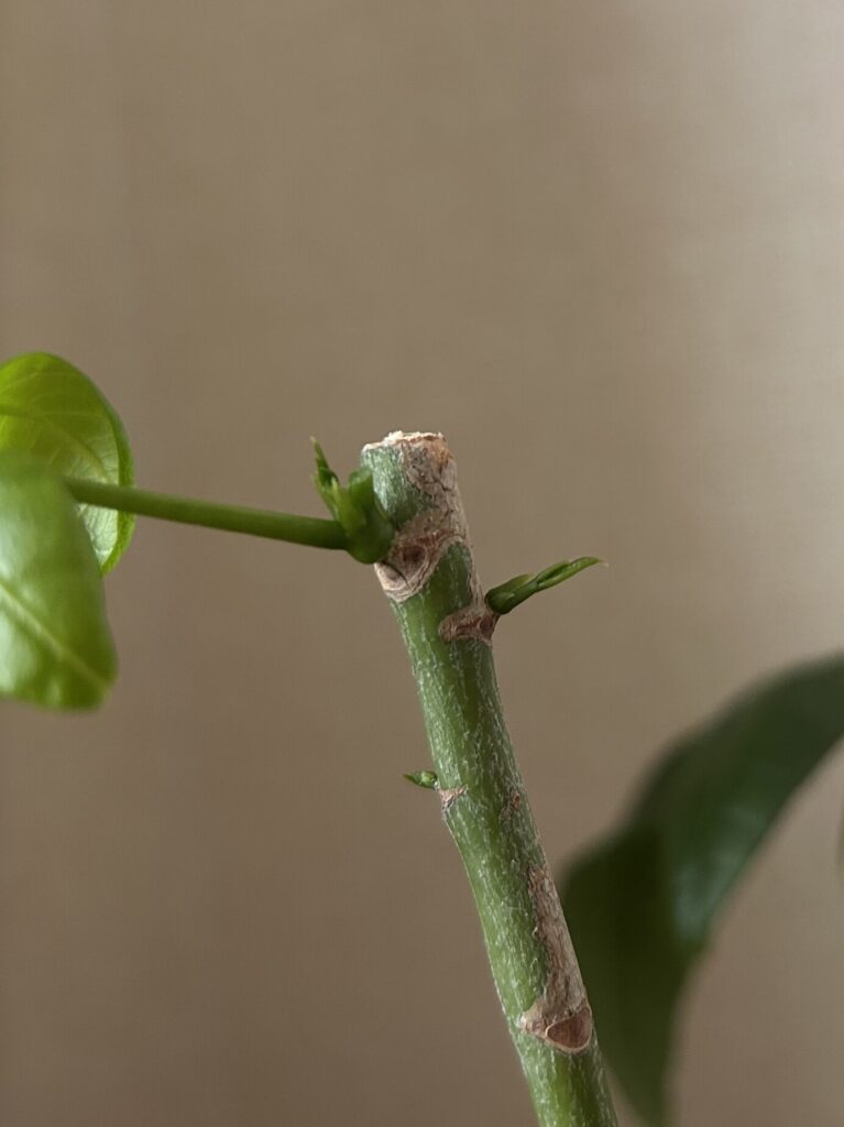 カットしてから19日目、 パキラの新芽が折れてしまった枝の様子