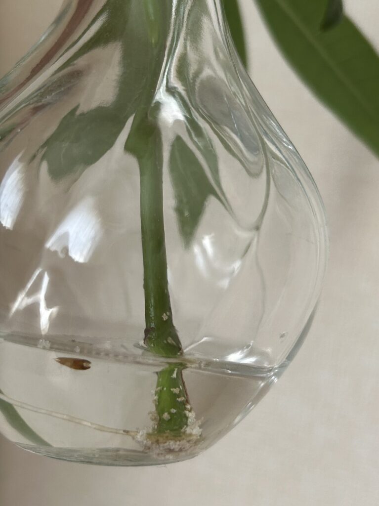 カットしてから22日目、 水差しで育てているパキラの根っこの様子