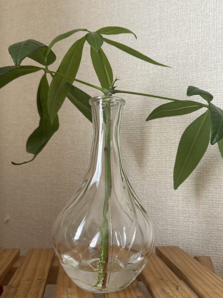 カットしてから22日目、 水差しで育てているパキラ様子。