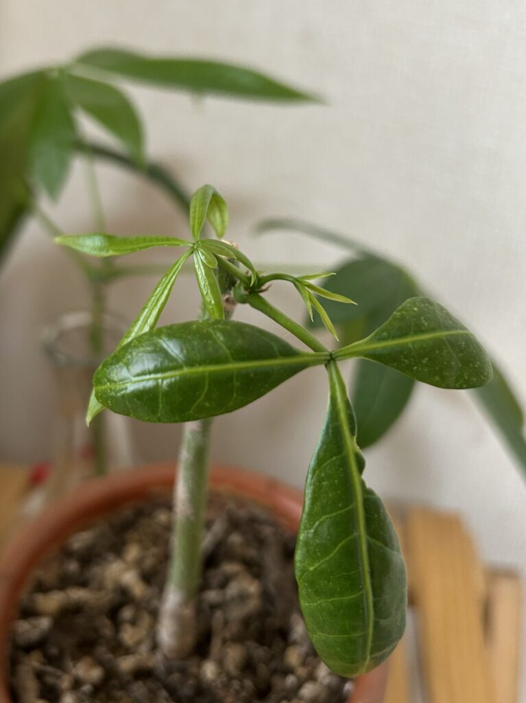 パキラをカットしてから約１ヶ月、鉢育成のパキラから新芽が増え、ぐんぐん成長している様子