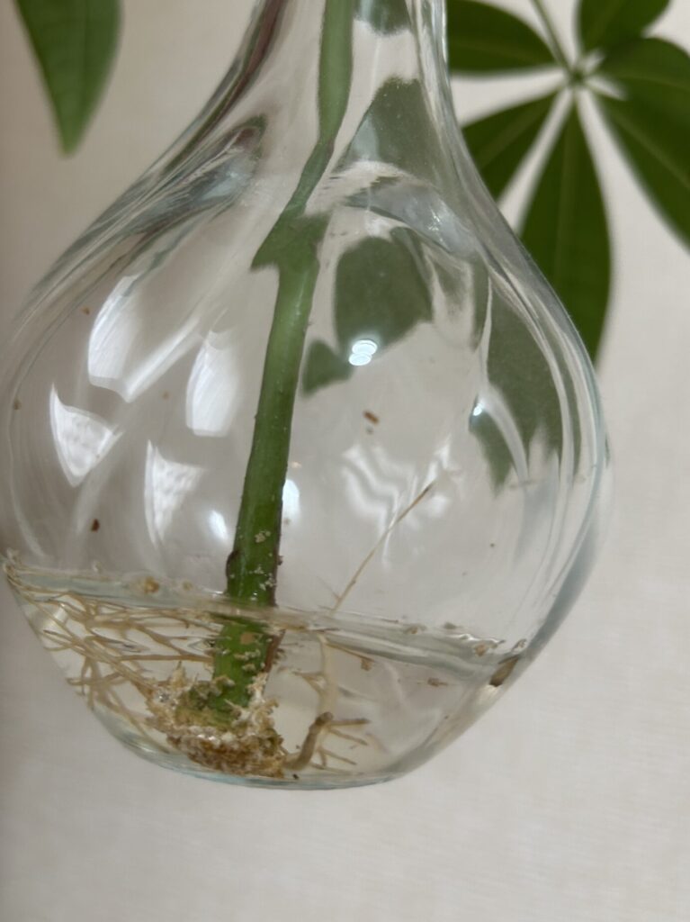 パキラをカットしてから約１ヶ月、水差しで育てているパキラの根っこが増えてきている様子