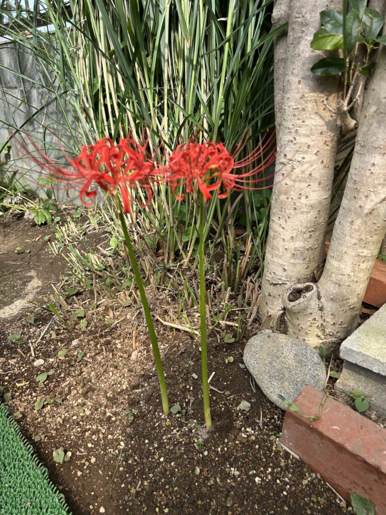 赤い彼岸花が開花した様子