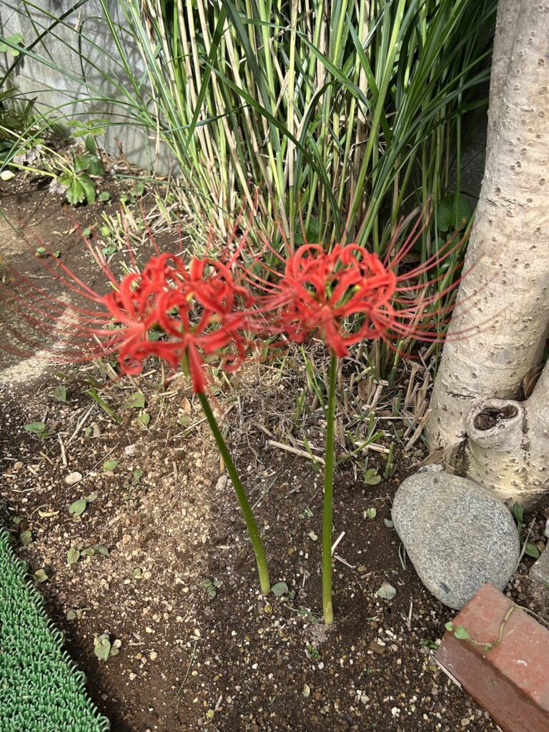 赤い彼岸花が開花した様子
