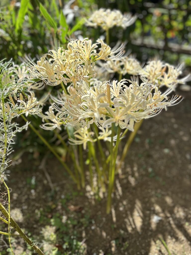 黄色い彼岸花が開花した様子