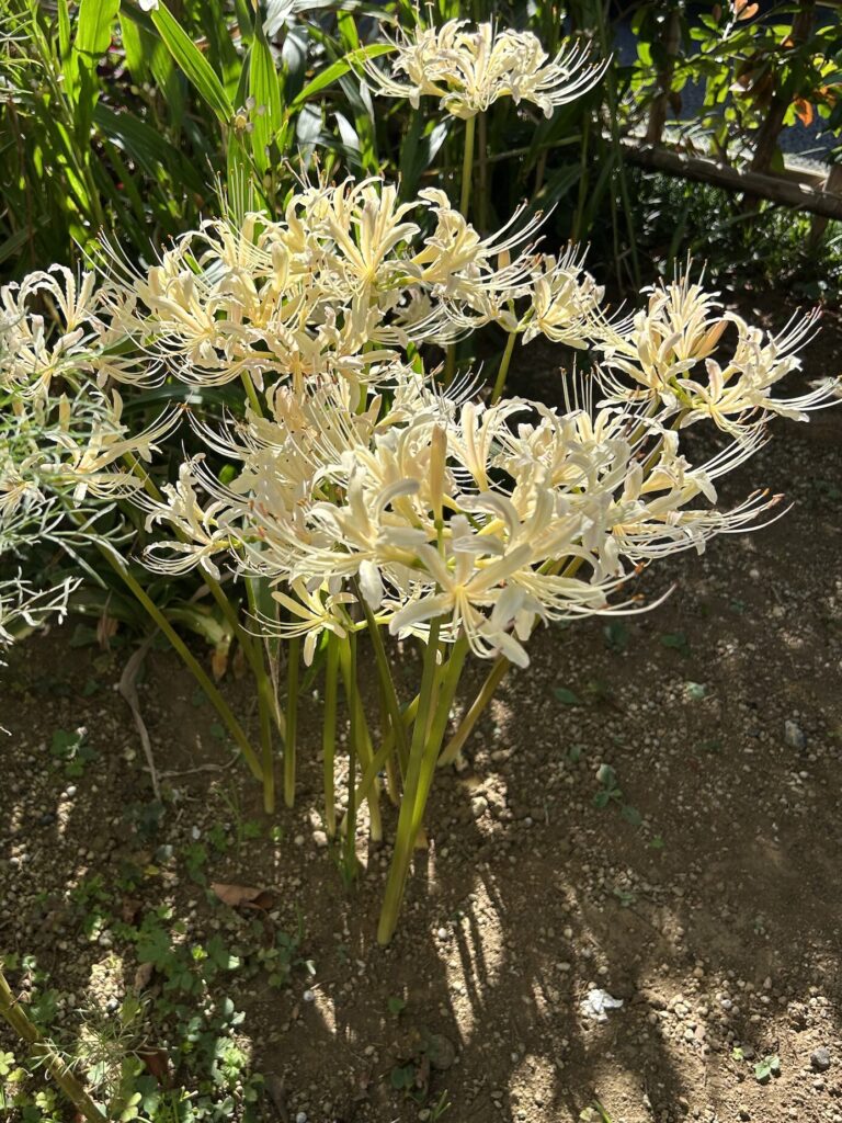 黄色い彼岸花が開花した様子