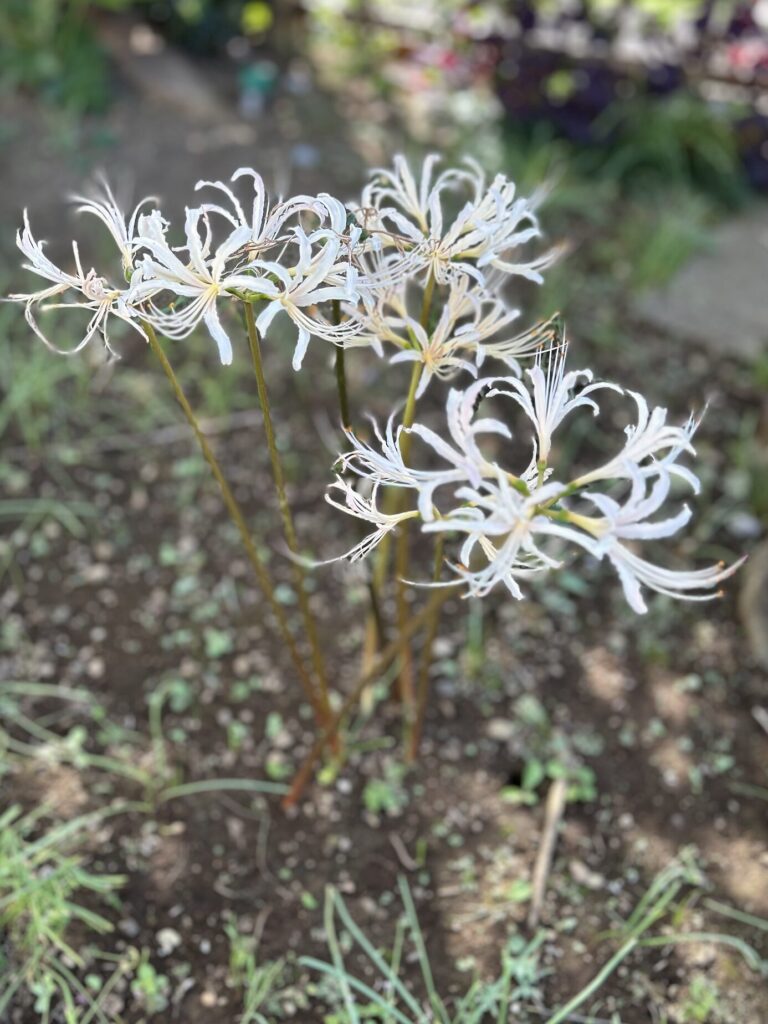 白い彼岸花が開花した様子