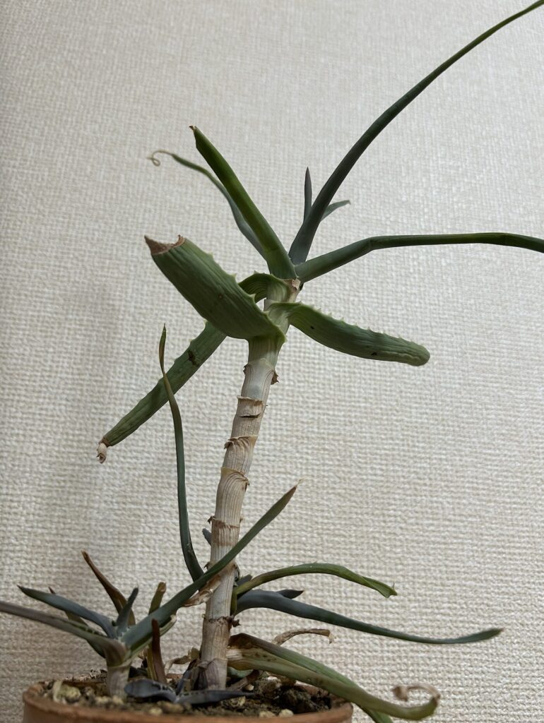 室内で育てているアロエが元気のない様子