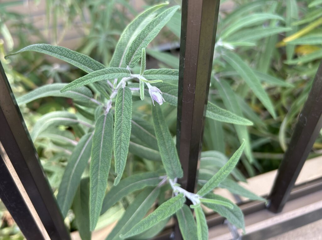アメジストセージの葉っぱが伸び、小さな紫色のお花が咲いた様子