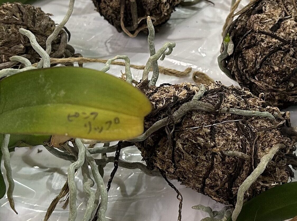 天井にぶら下げていた苔玉の胡蝶蘭たちを天井から下ろした