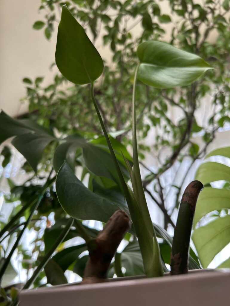 弱っていたモンステラが復活し、新芽が顔を出している