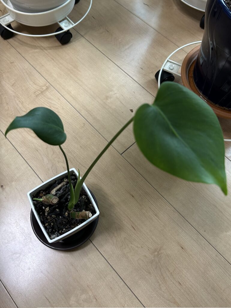 小さな鉢で育てているモンステラがぐんぐん成長している様子