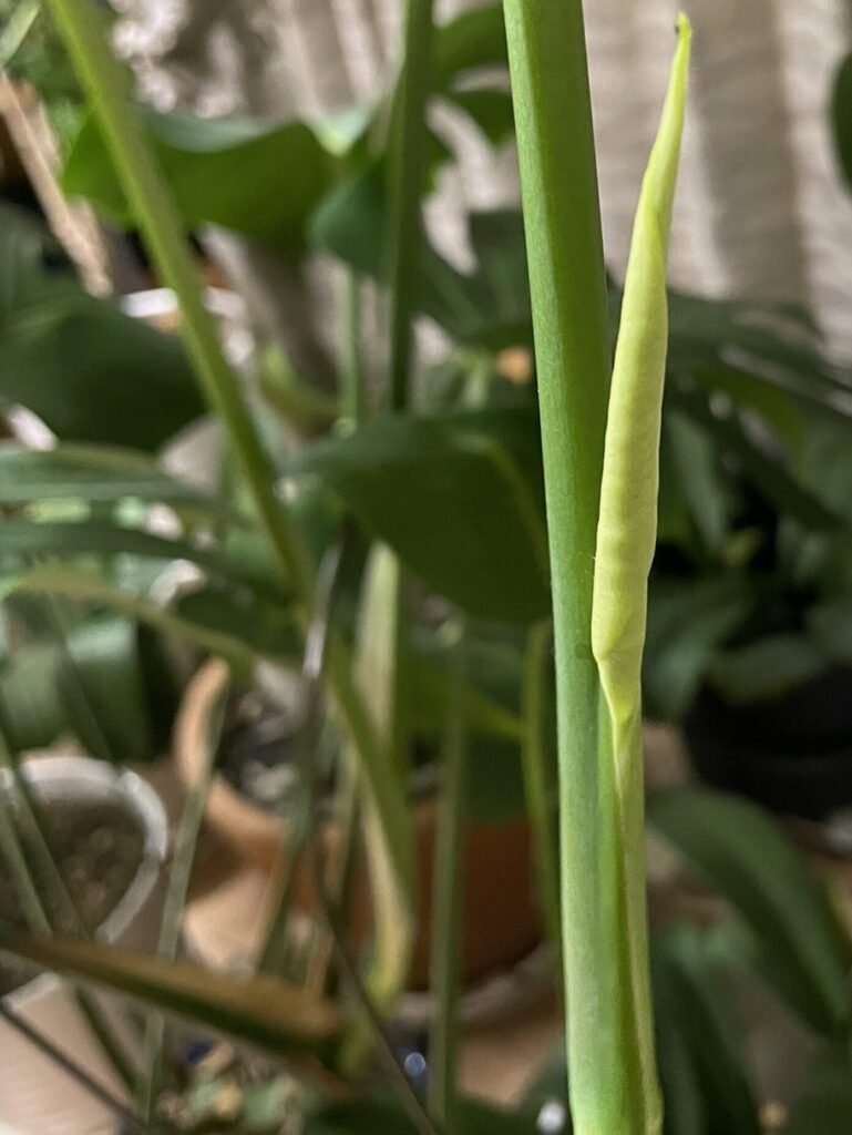 鉢植え育成のモンステラの新葉がくるくると丸まっている様子