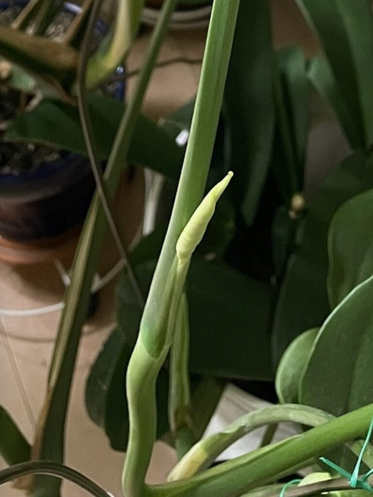 鉢植え育成のモンステラの新葉がくるくると丸まっている様子