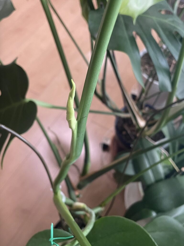 鉢植え育成のモンステラの新葉がくるくると丸まっている様子