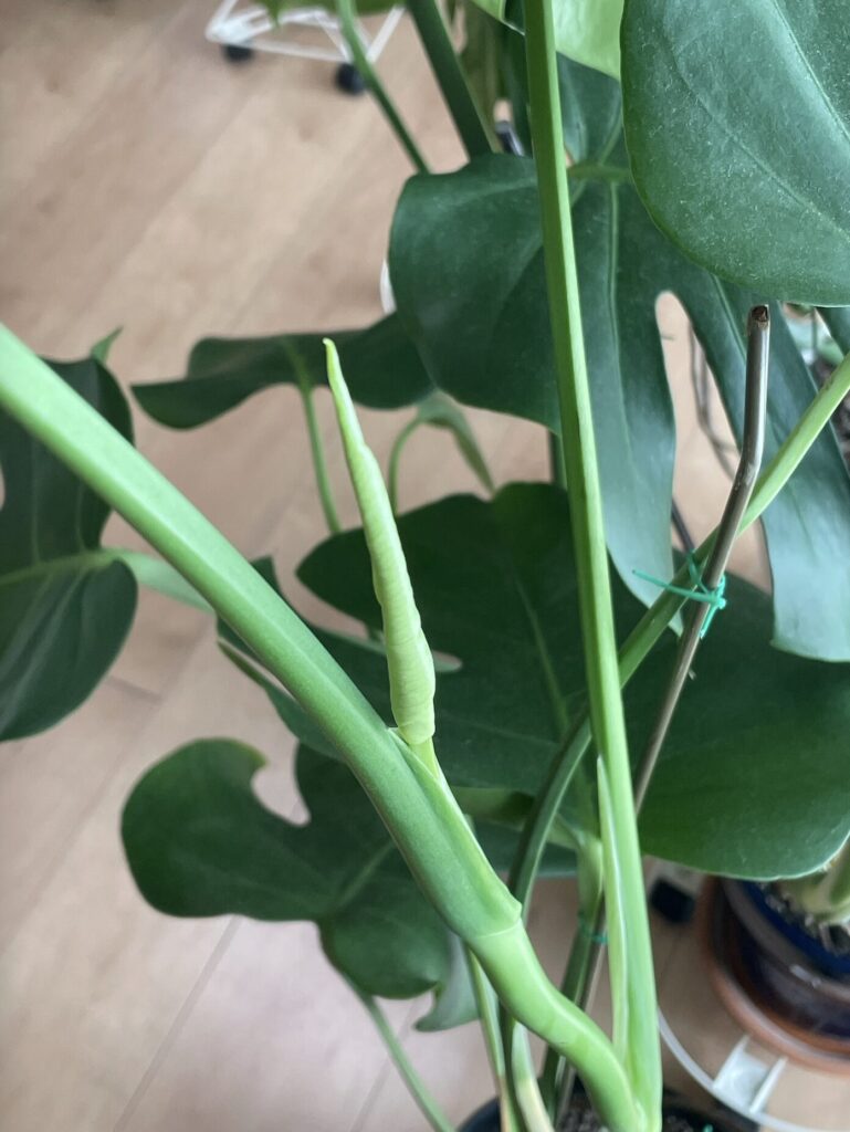 鉢植え育成のモンステラの新葉がくるくると丸まっている様子