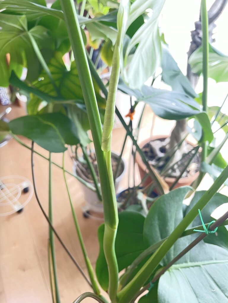 鉢植え育成のモンステラの新葉がくるくると丸まっている様子