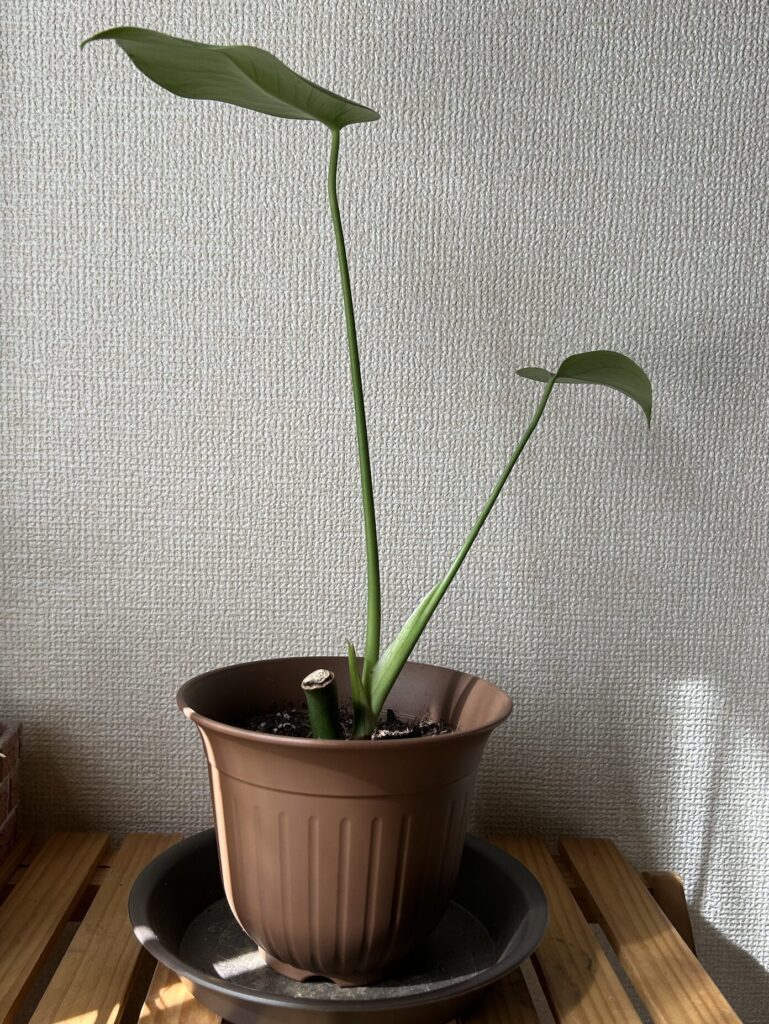 弱っていたモンステラが復活し、鉢植えで育てている様子