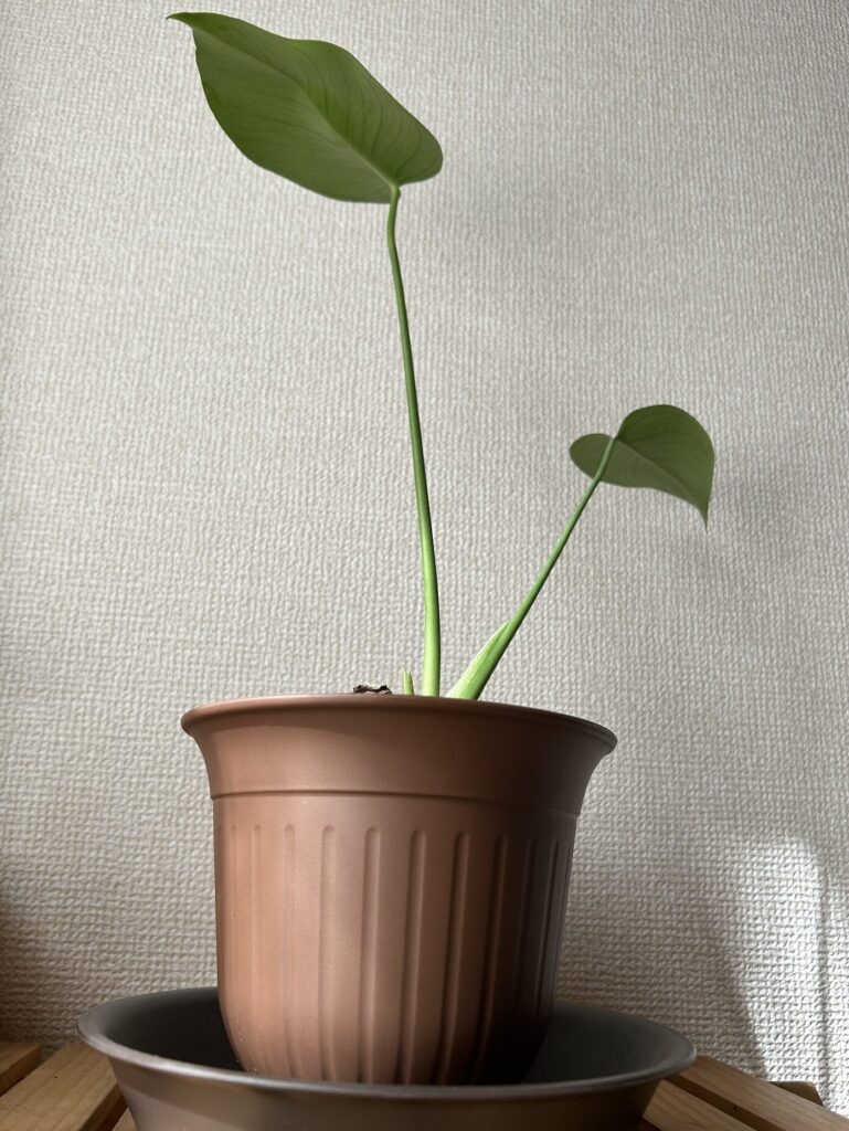 弱っていたモンステラが復活し、鉢植えで育てている様子