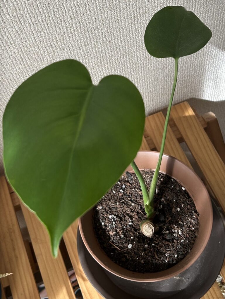 モンステラの葉っぱが徐々に大きく成長せいている様子