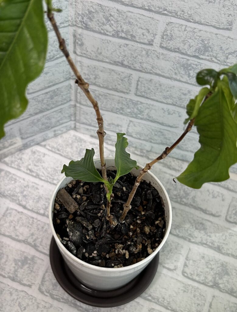 コーヒーノキから新しい葉っぱが出てきた様子