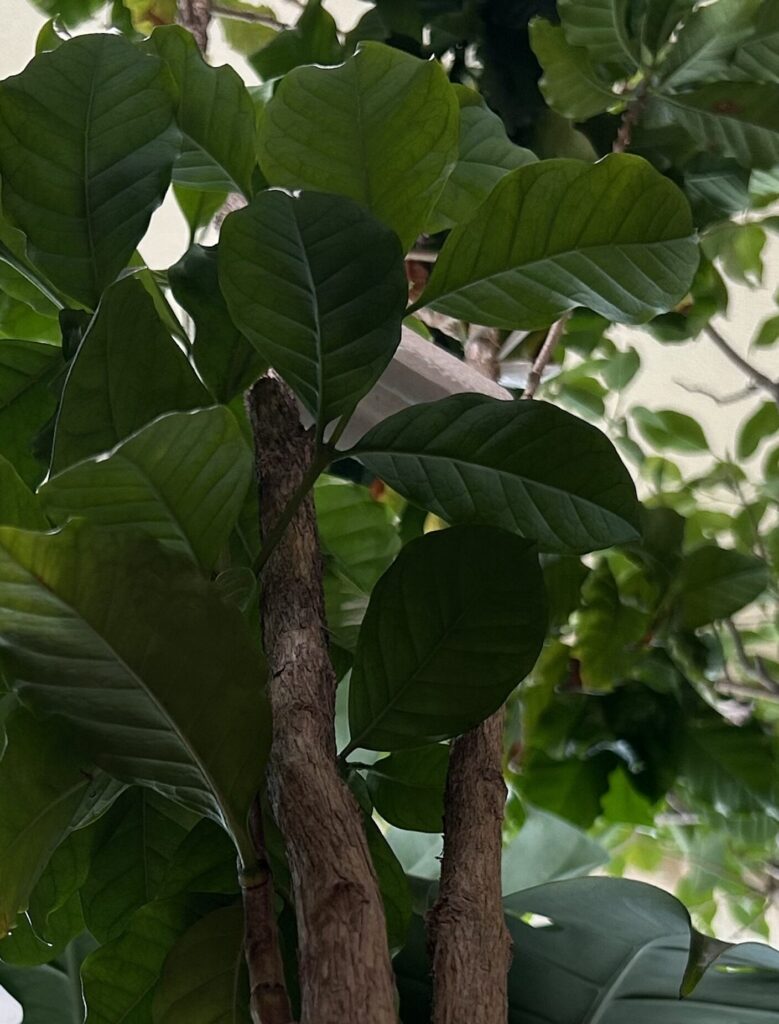 コーヒーノキの葉っぱが生い茂っている様子