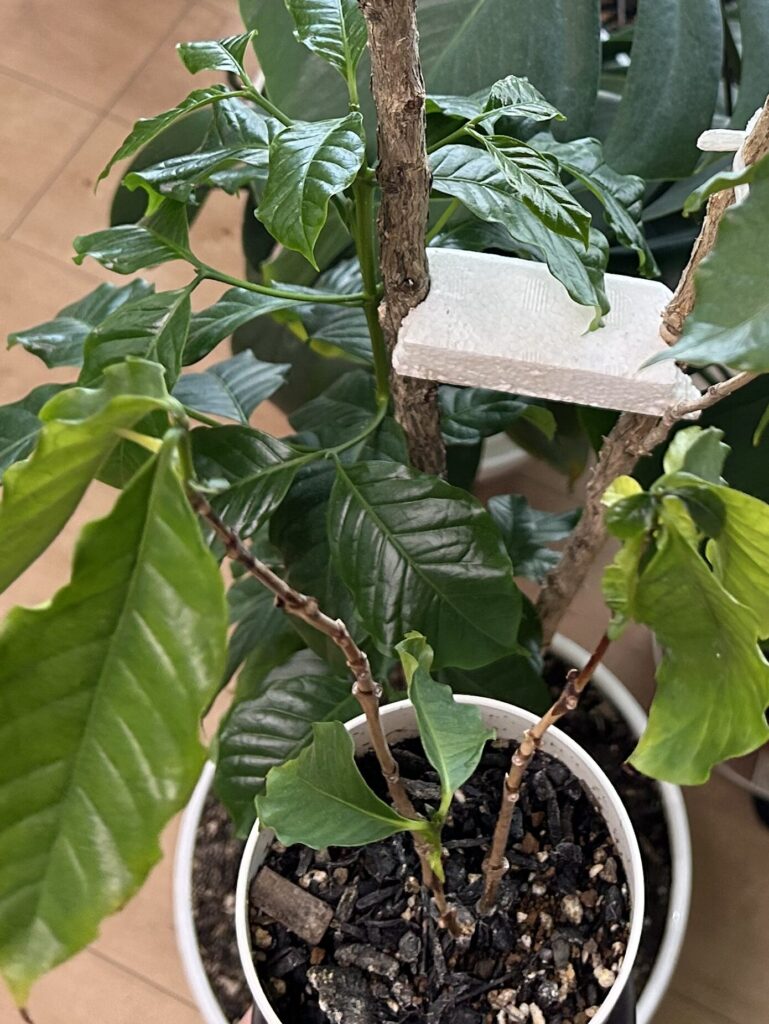 コーヒーノキの枝の間に発泡スチロールを挟んで固定している様子