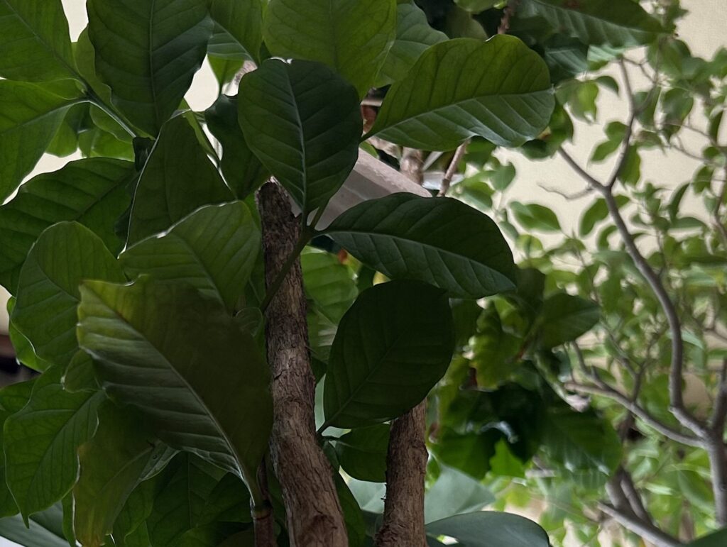 コーヒーノキの葉っぱが生い茂っている様子