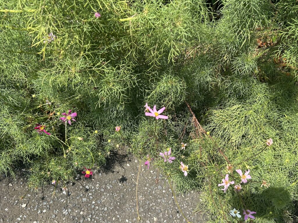 夏にコスモスが咲き、あっという間に枯れてしまった様子