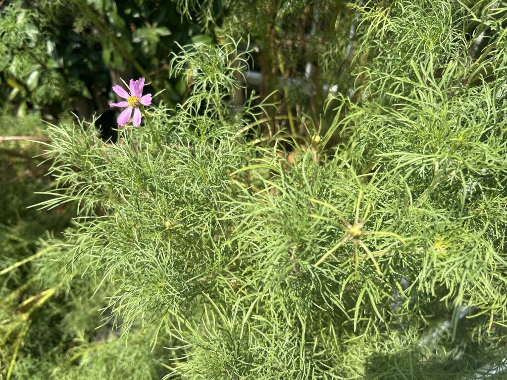 コスモスの葉っぱが生い茂っている様子
