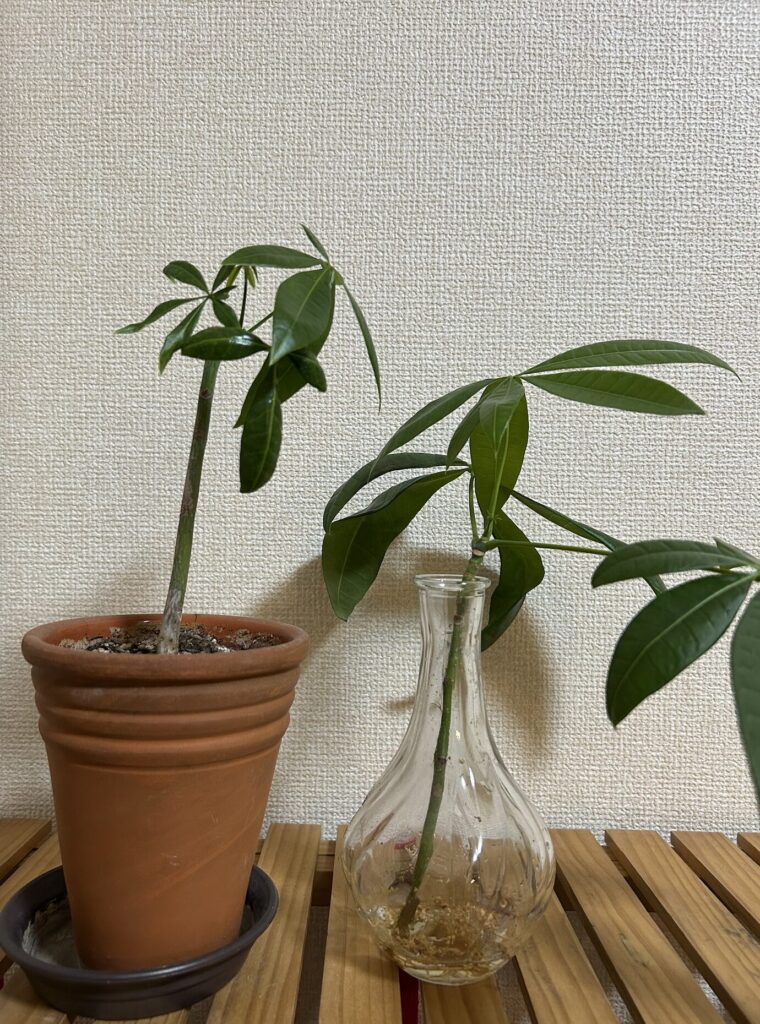 鉢植えと水差しで育てているパキラの様子