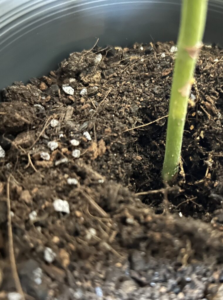 水差しで育てていたパキラを鉢植えに移行する様子