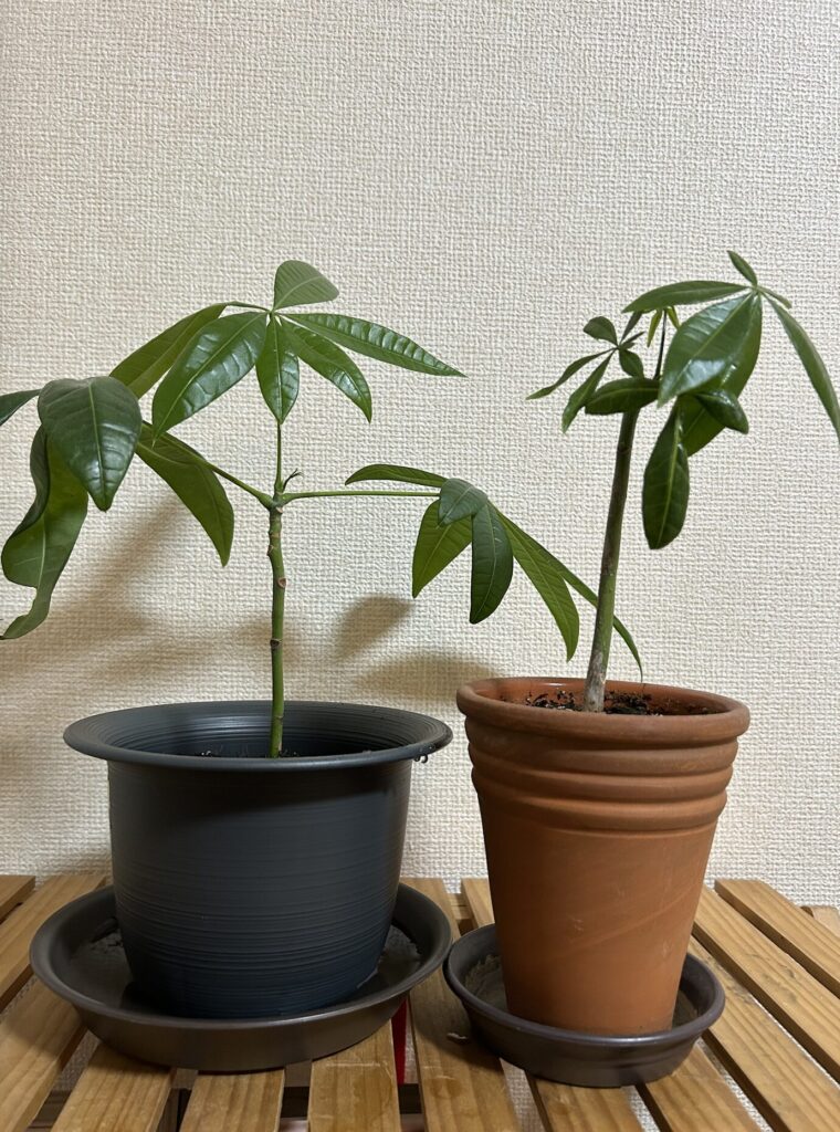 母から譲り受けて約1年。カットした鉢植え育成のパキラと、水差しから鉢植えに移したパキラ。