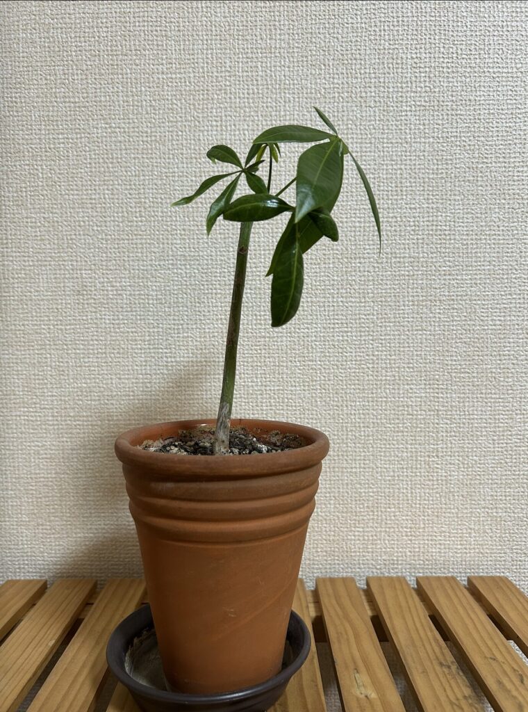 鉢植え育成のパキラ。カットしたあと、新芽が沢山出てきた様子