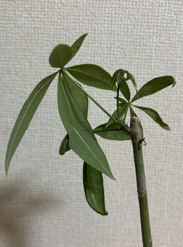 カットしたパキラのその後。新芽が沢山出てきている様子