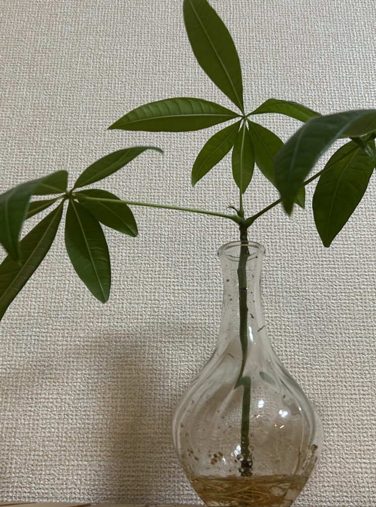 水差ししているパキラの様子