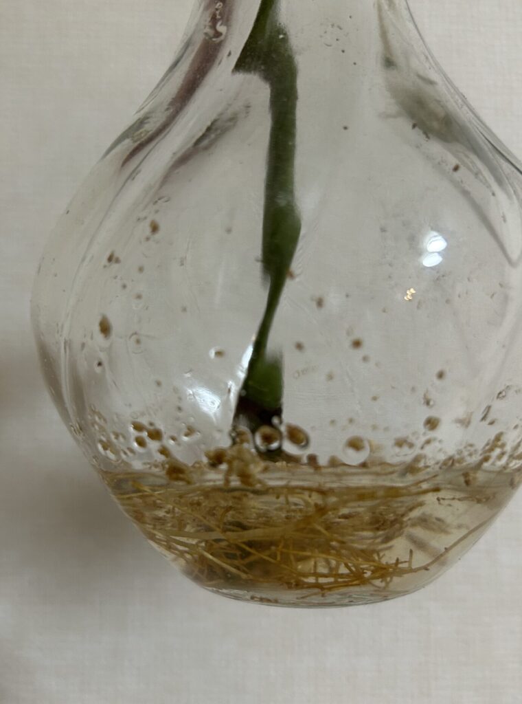 水差ししているパキラの瓶の中の様子