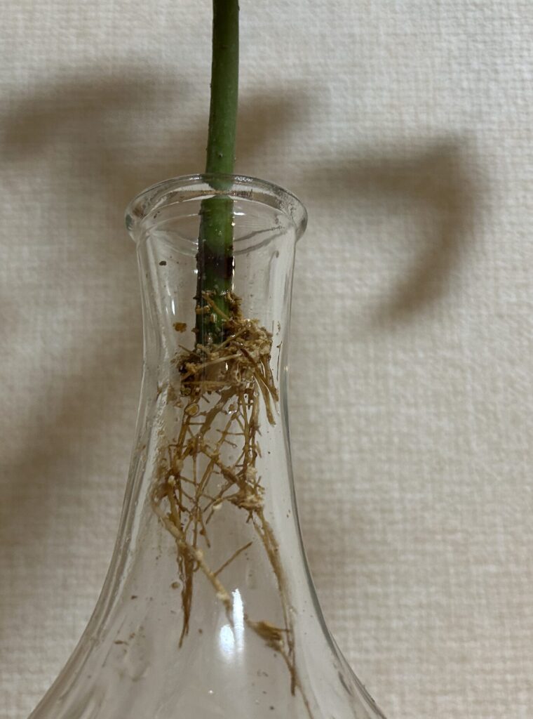 瓶に水差ししているパキラの根っこが成長せいている様子。