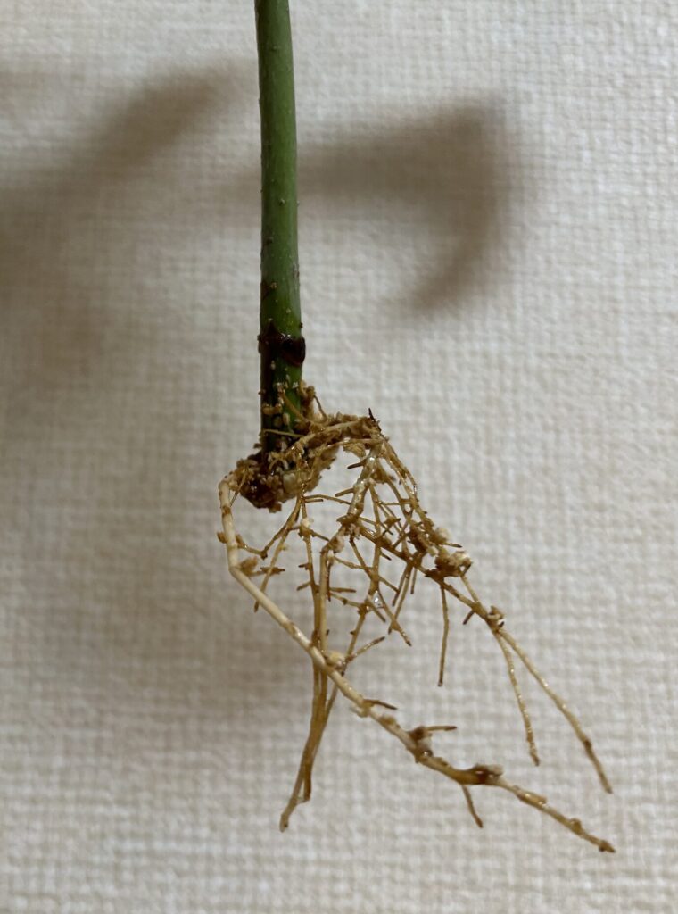 水差ししているパキラの根っこが成長した様子