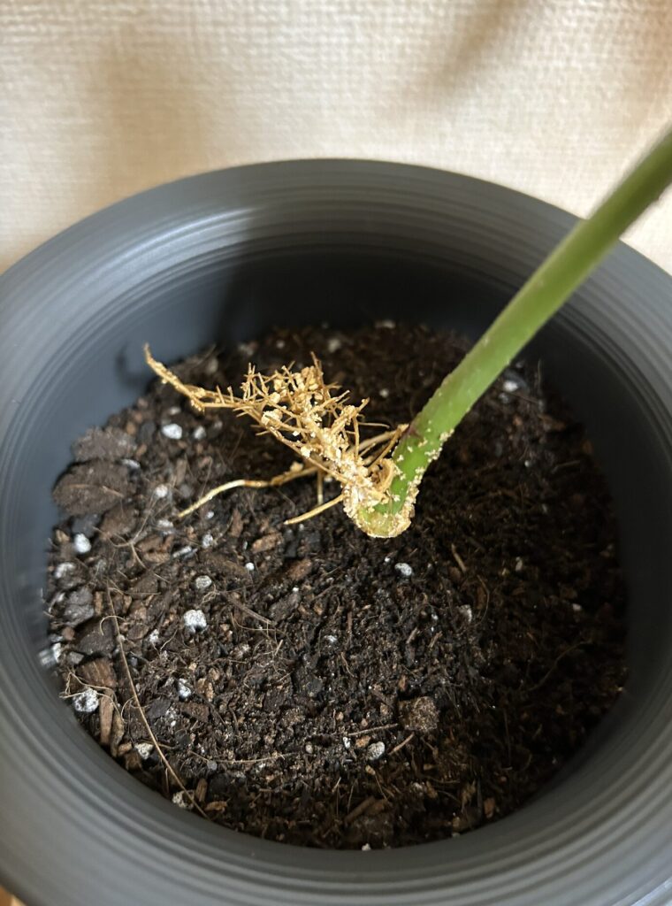 水差しで育てていたパキラを鉢植えに移行する様子